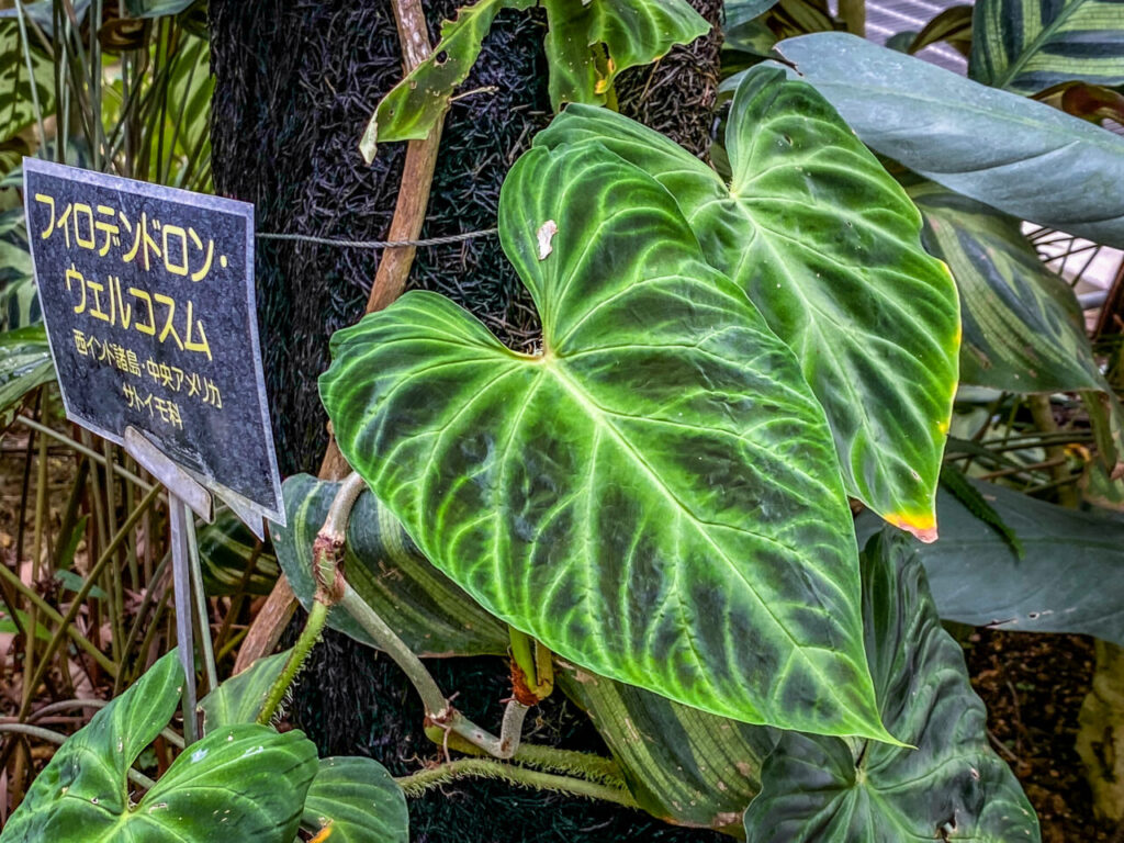 とちぎ花センター：フィロデンドロン・ウェルコスム