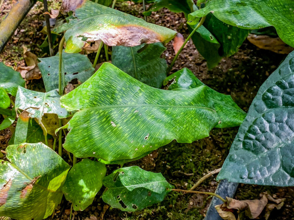 とちぎ花センター:カラテア・ムサイカ