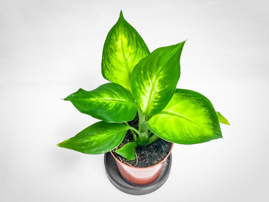 ディフェンバキア・カミーラ