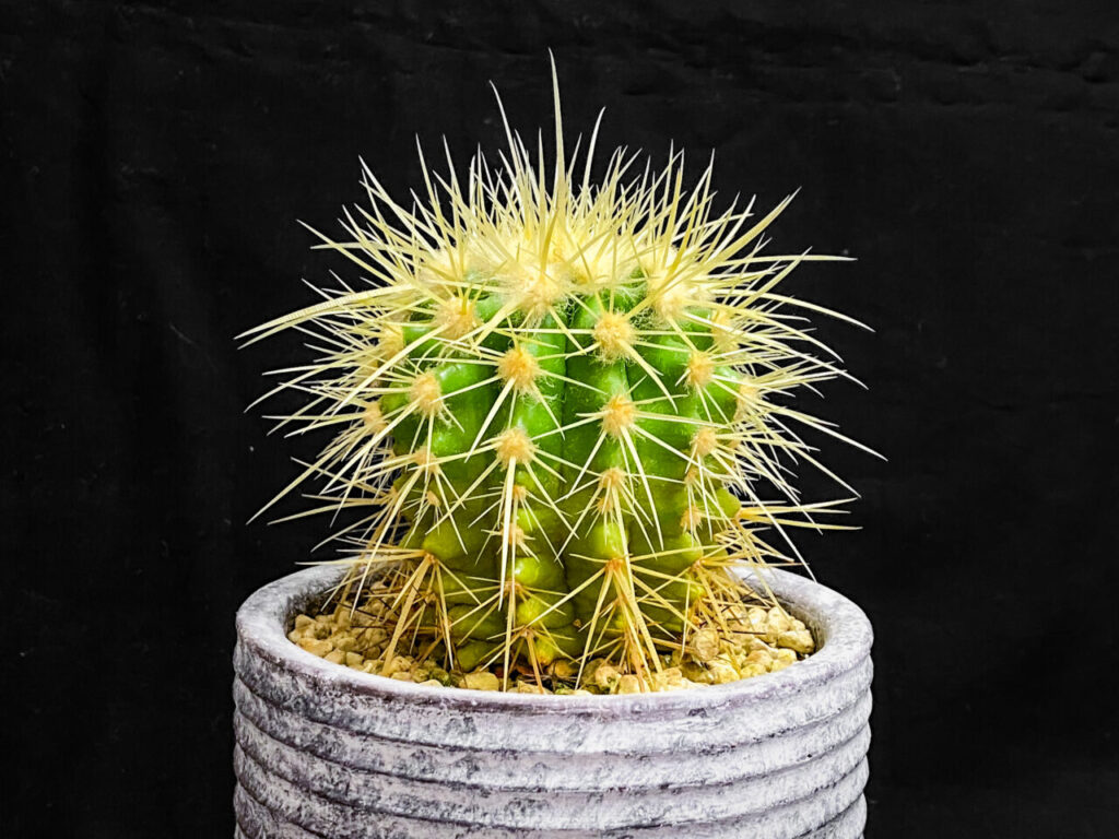 クロエンレイニア(旧エキノカクタス)・金鯱