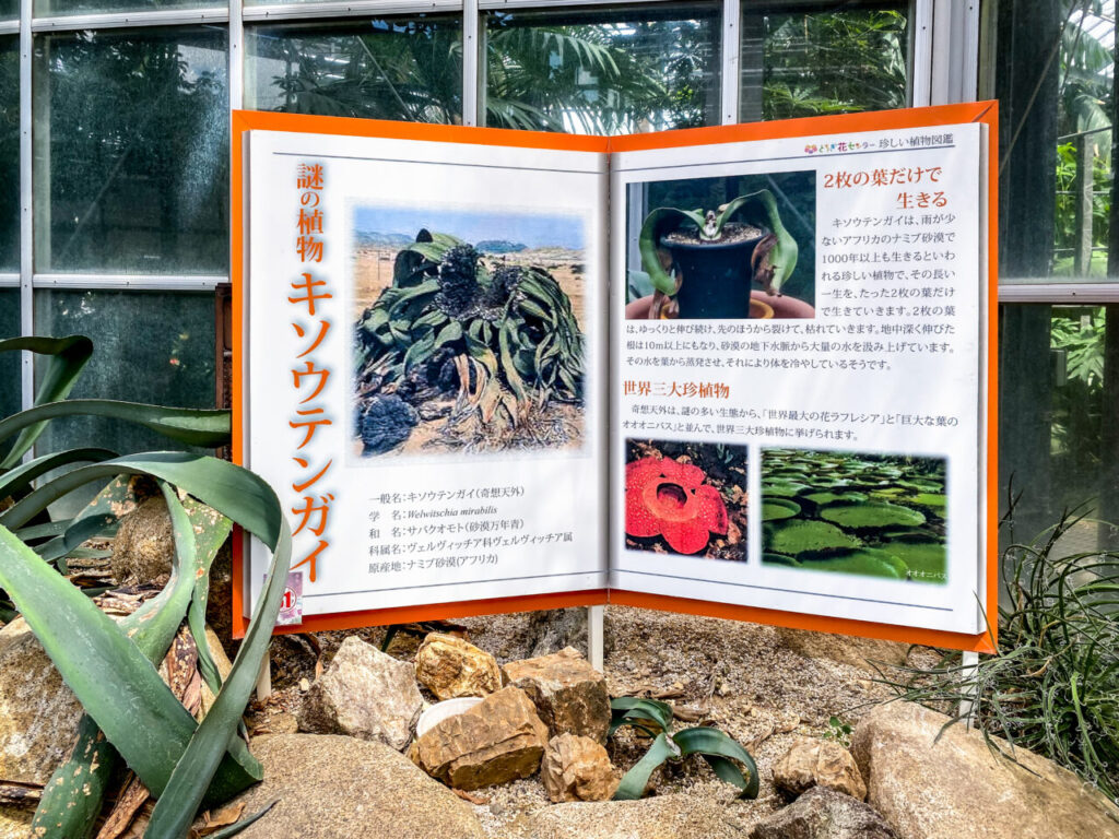 とちぎ花センター:ウェルウィッチア・キソウテンガイ