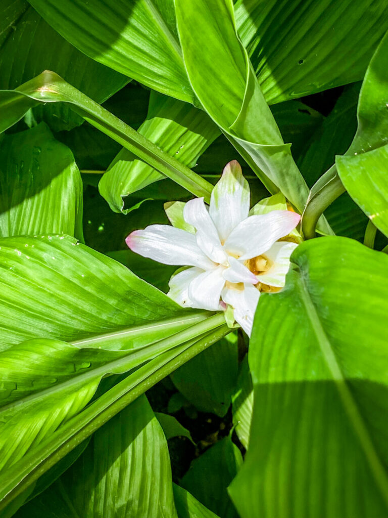 とちぎ花センター:秋ウコンの花