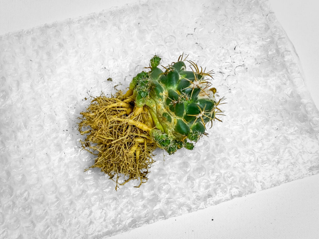 コリファンタ・仔吹き象牙丸