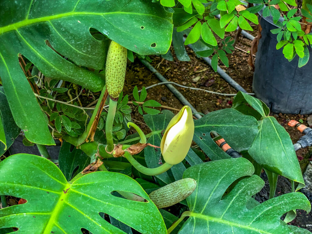 とちぎ花センター:モンステラの花