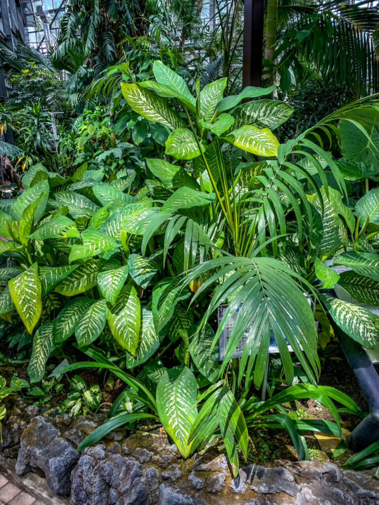 とちぎ花センター:ディフェンバキア