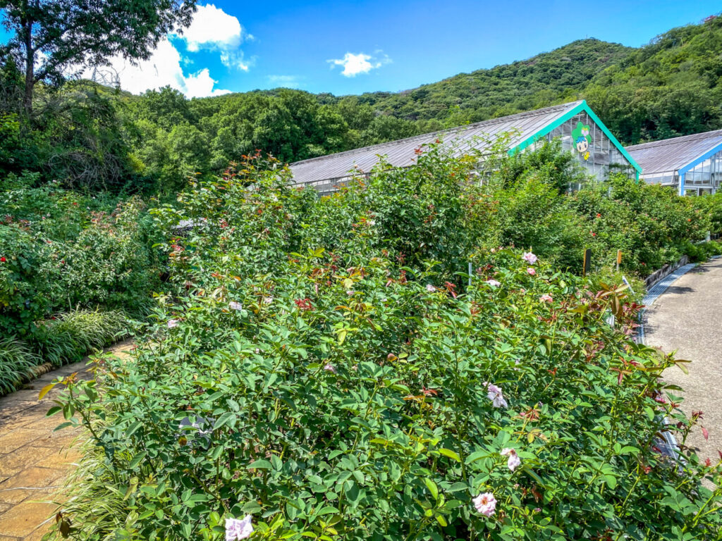 とちぎ花センター:ローズガーデン