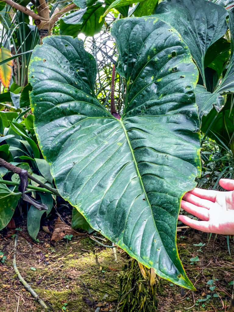 とちぎ花センター:アンスリウム・チェンバラニアナム(ロムズレッド)