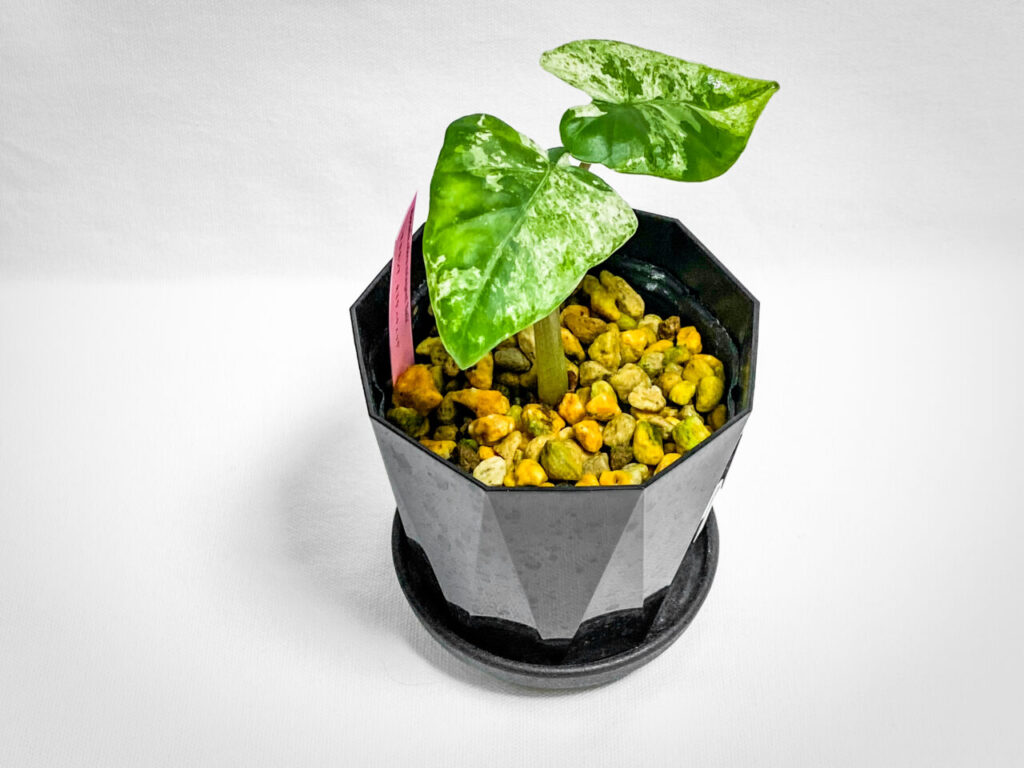 あしかがフラワーパークの真夏の特別セール購入品：アロカシア・オドラ・バリエガータ（斑入り）バティック