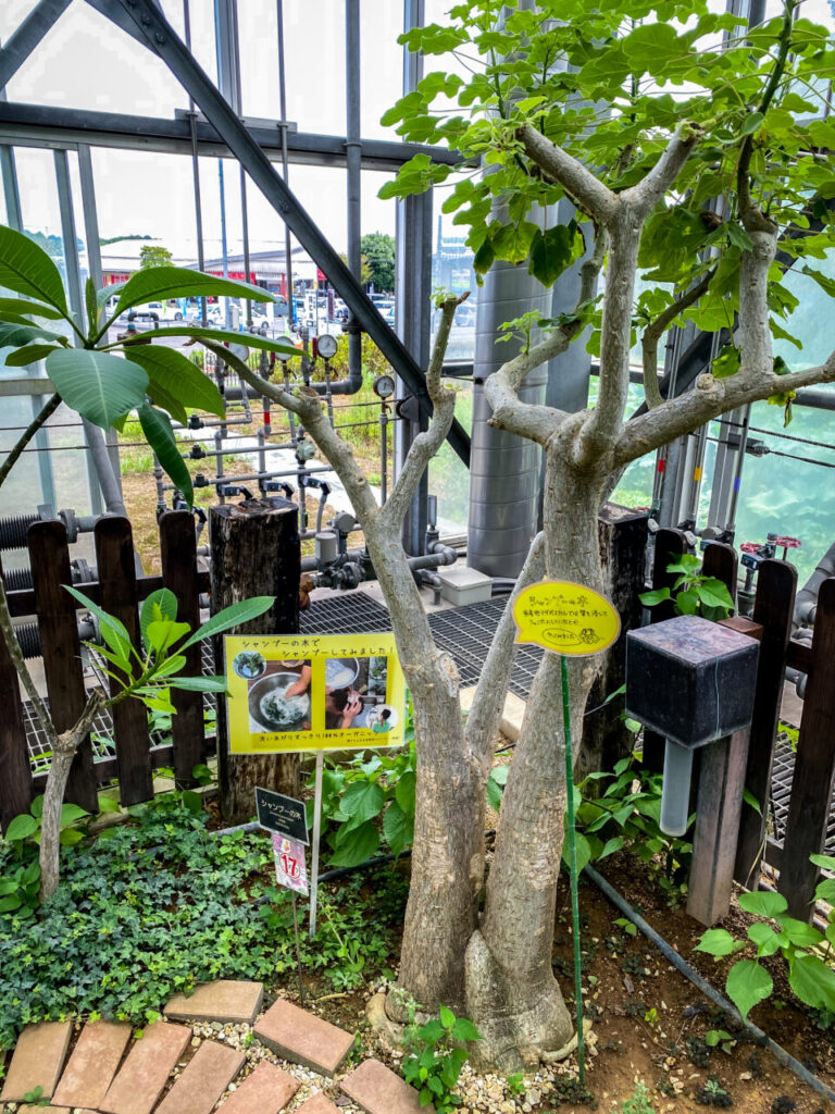 とちぎ花センター:シャンプーの木