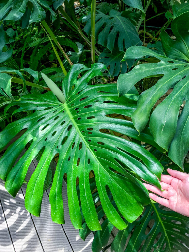 とちぎ花センター:モンステラ・デリシオーサ