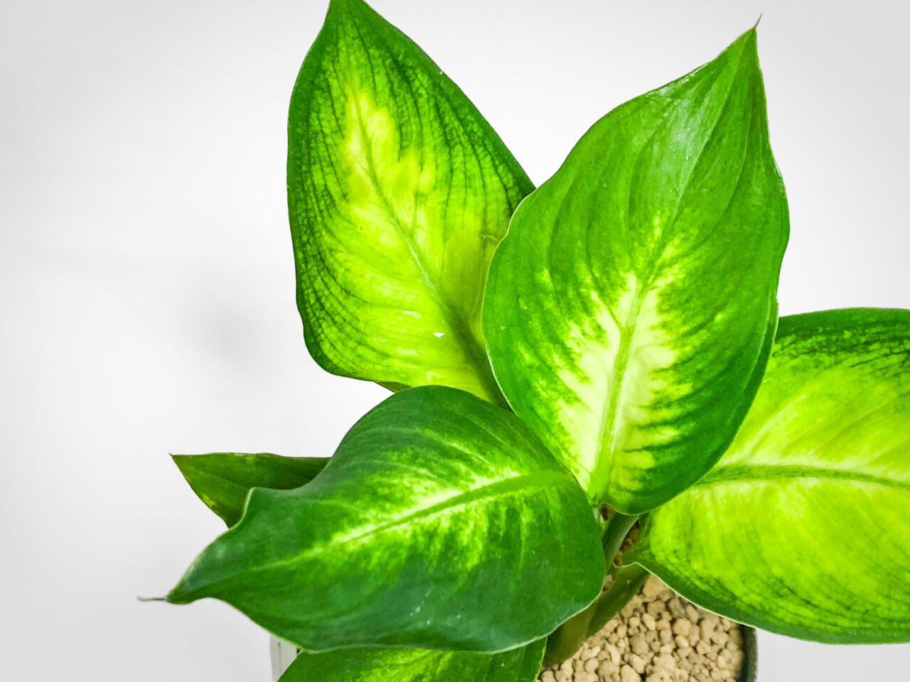 ディフェンバキア・カミーラ