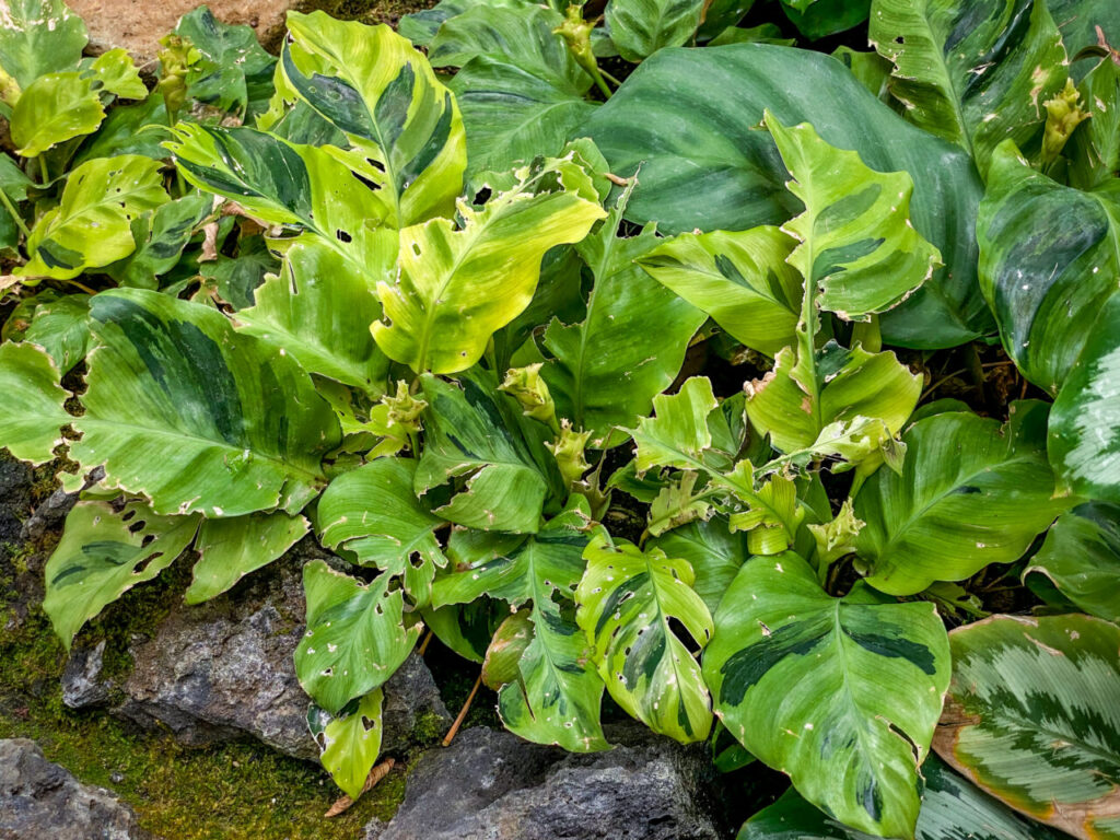 とちぎ花センター:カラテア・タイビューティー