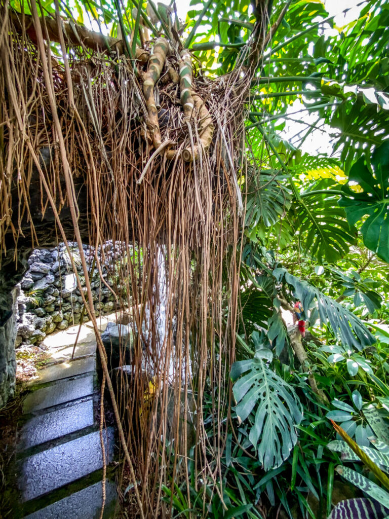 とちぎ花センター:気根がスゴいモンステラ