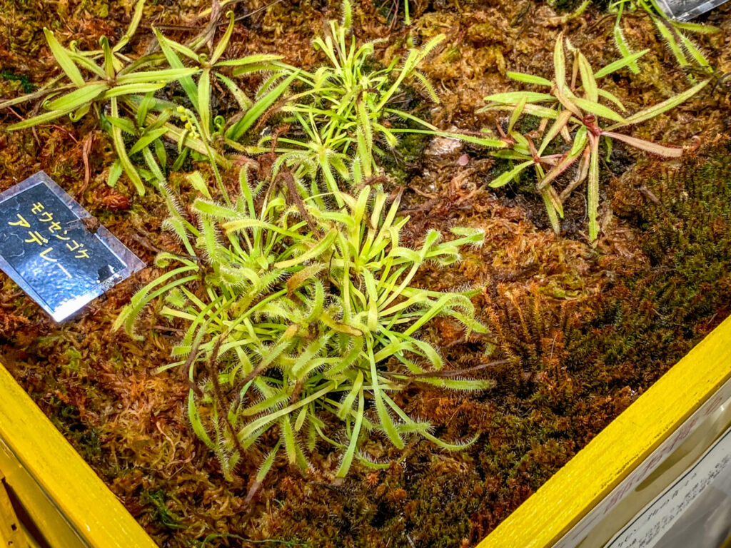 とちぎ花センター:モウセンゴケ(ドロセラ)