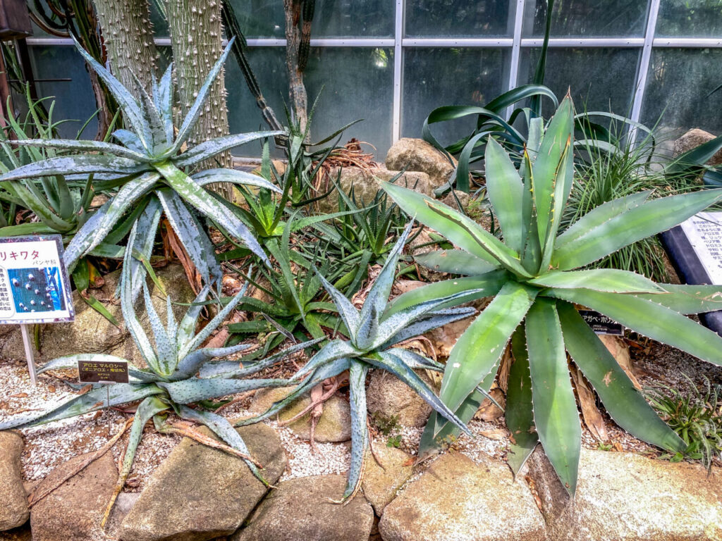 とちぎ花センター:アロエとアガベ