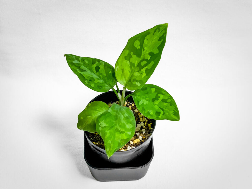 アグラオネマ・ピクタム’トリカラー’