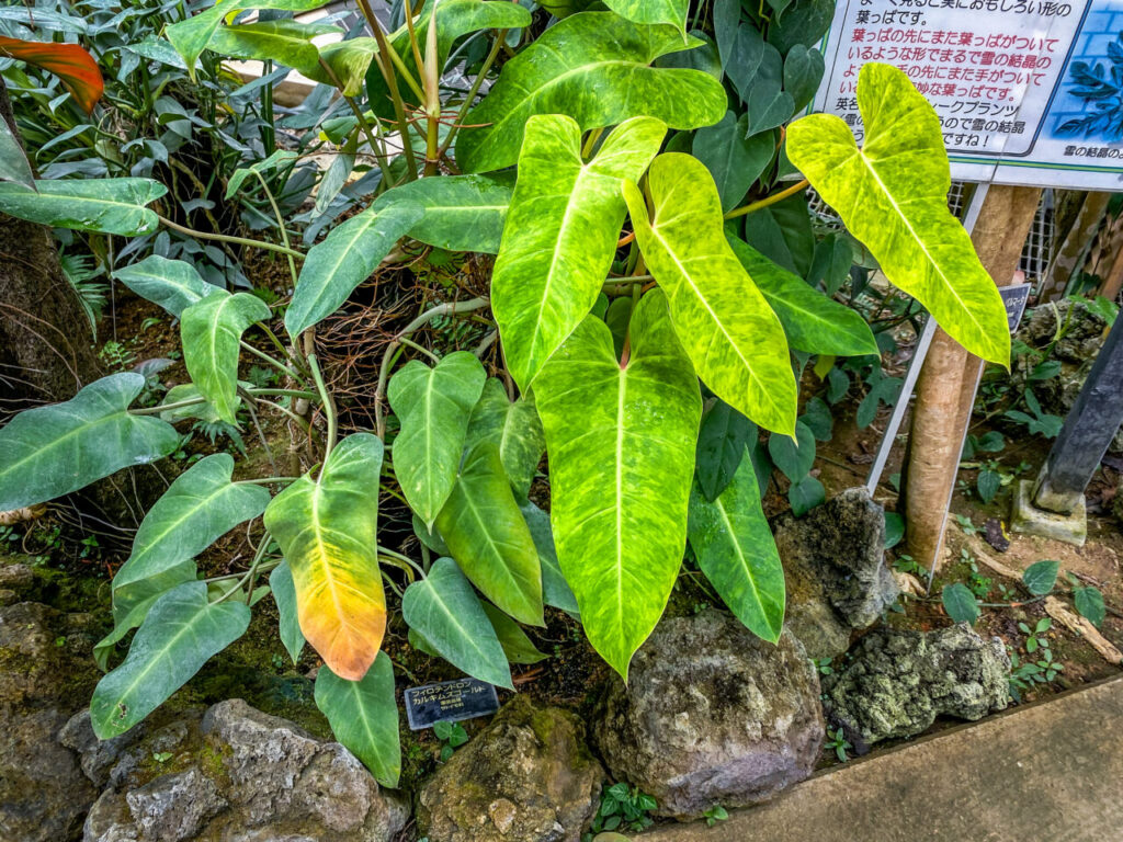 とちぎ花センター:フィロデンドロン・カルキムズゴールド