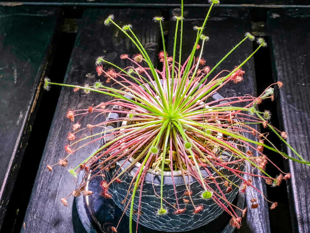 とちぎ花センター:ドロセラ・パラドクサ