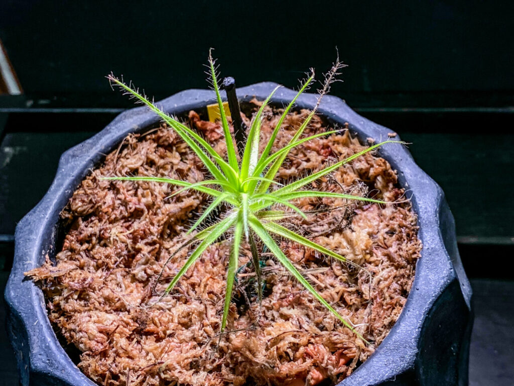 とちぎ花センター:ロリドゥラ・ゴルゴニアス