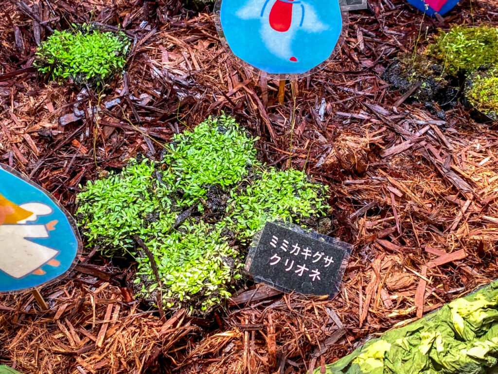 とちぎ花センター:ミミカキグサ