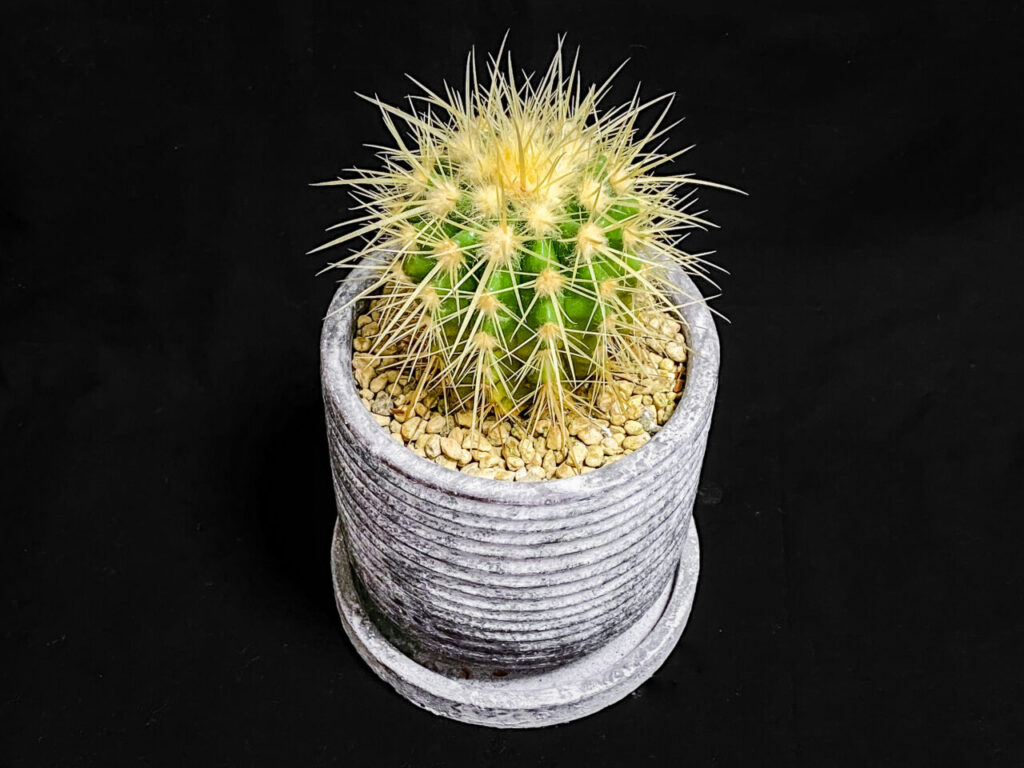 クロエンレイニア(旧エキノカクタス)・金鯱