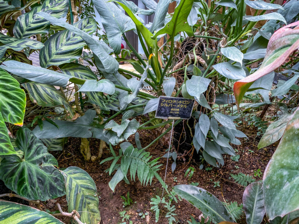 とちぎ花センター:フィロデンドロン・シルバーメタル