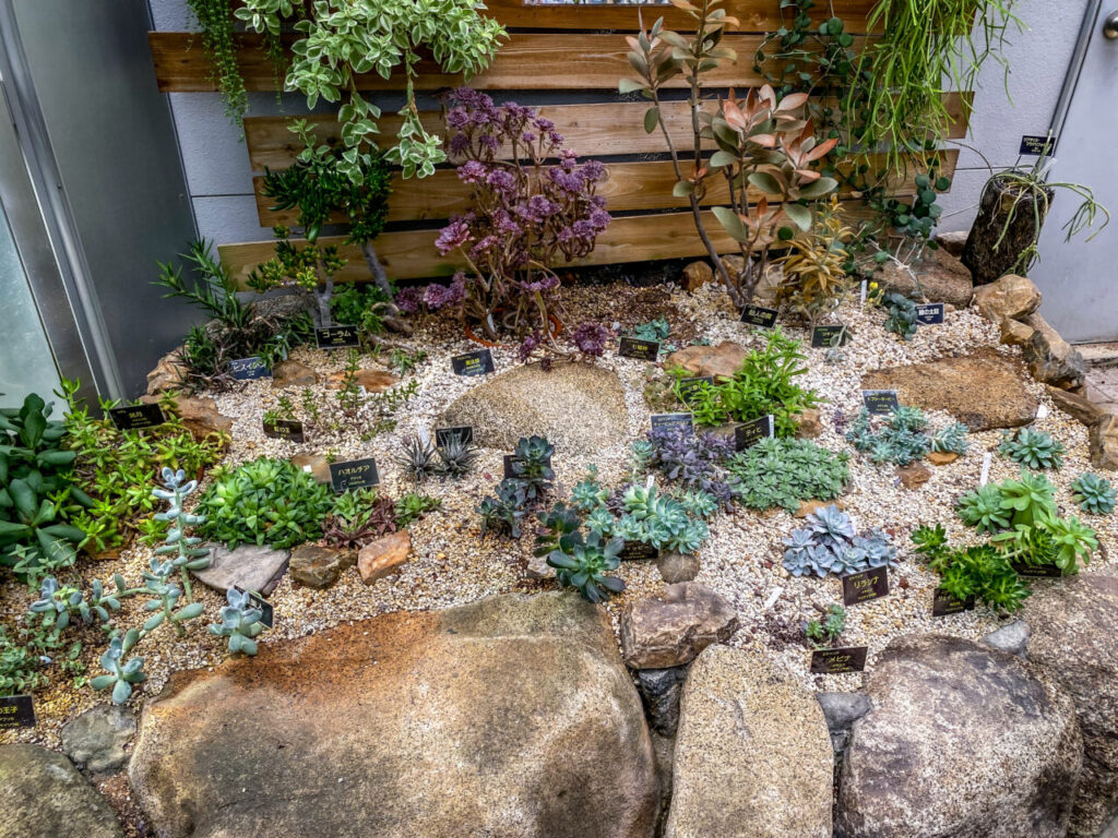 とちぎ花センター:エケベリアとハオルチア