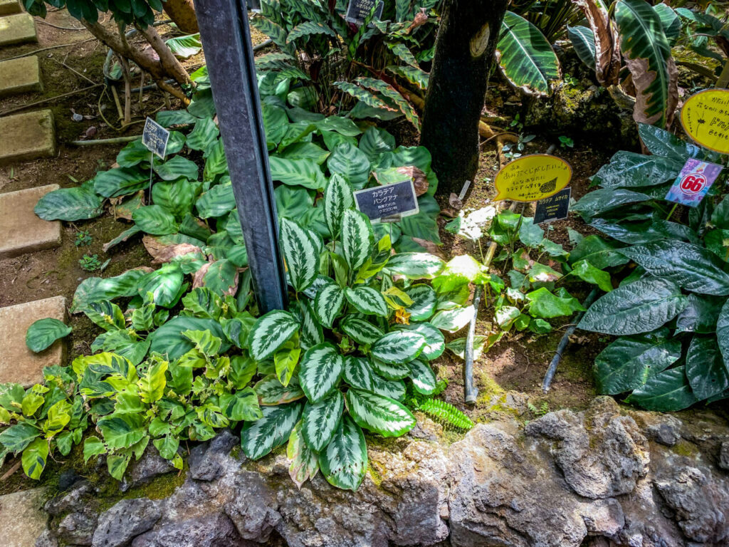 とちぎ花センター:カラテア