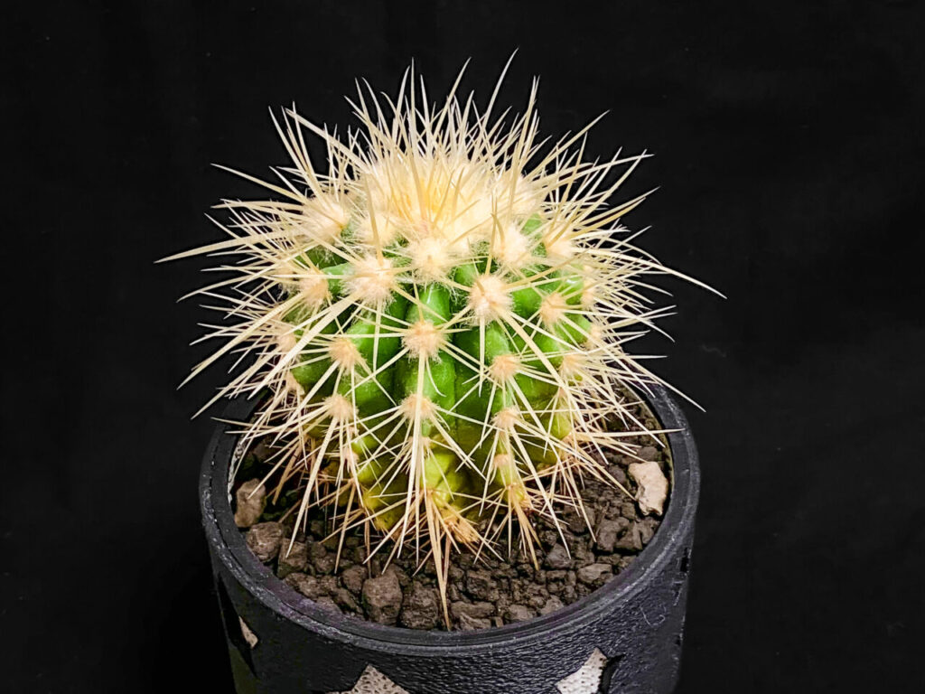 クロエンレイニア(旧エキノカクタス)・金鯱