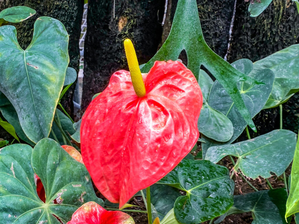 とちぎ花センター:アンスリウムの花