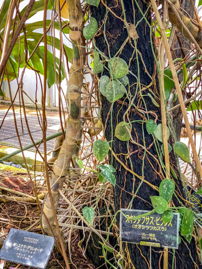 とちぎ花センター:スキンダプサス・ピムタス