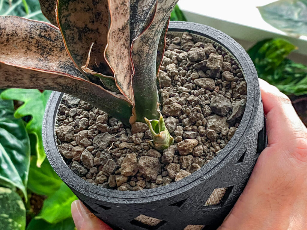 サンセベリア・キルキー”コパトーン”