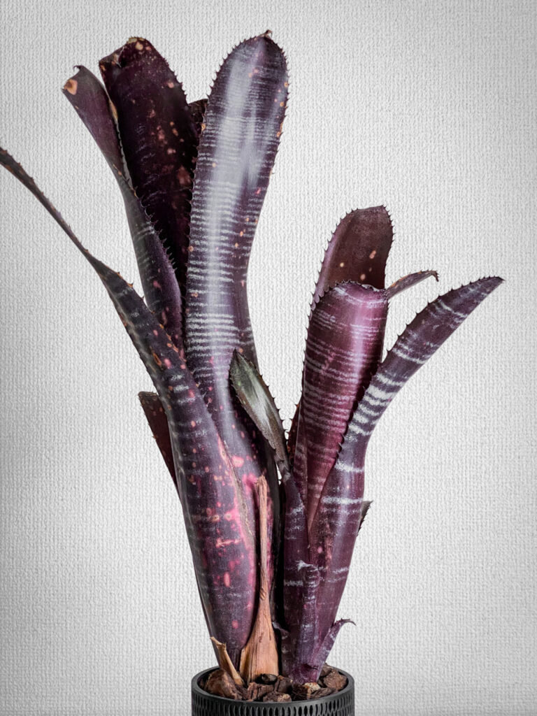 ビルベルギア・ダースベイダー