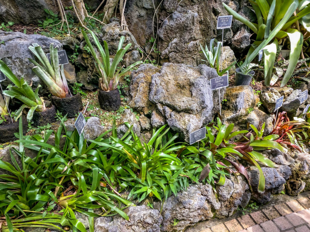 とちぎ花センター:タンクブロメリア