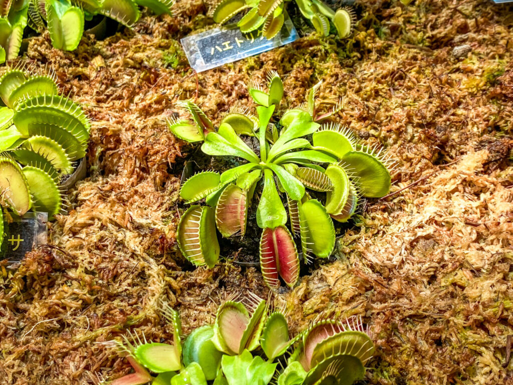 とちぎ花センター:ハエトリグサ