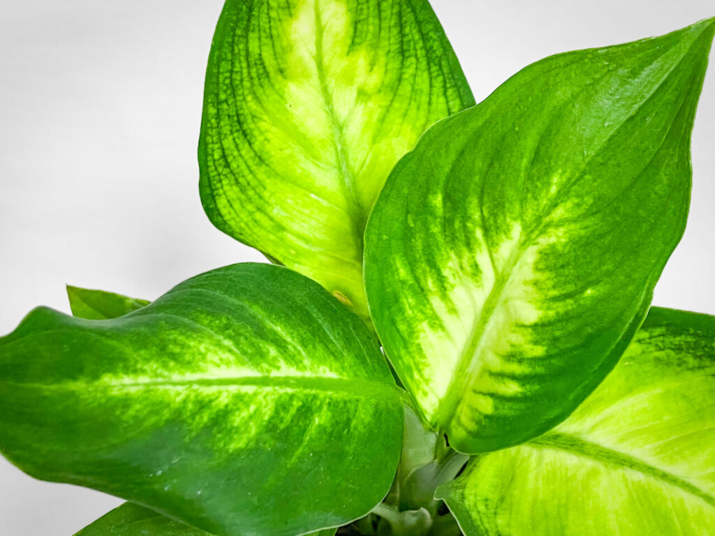 ディフェンバキア・カミーラ