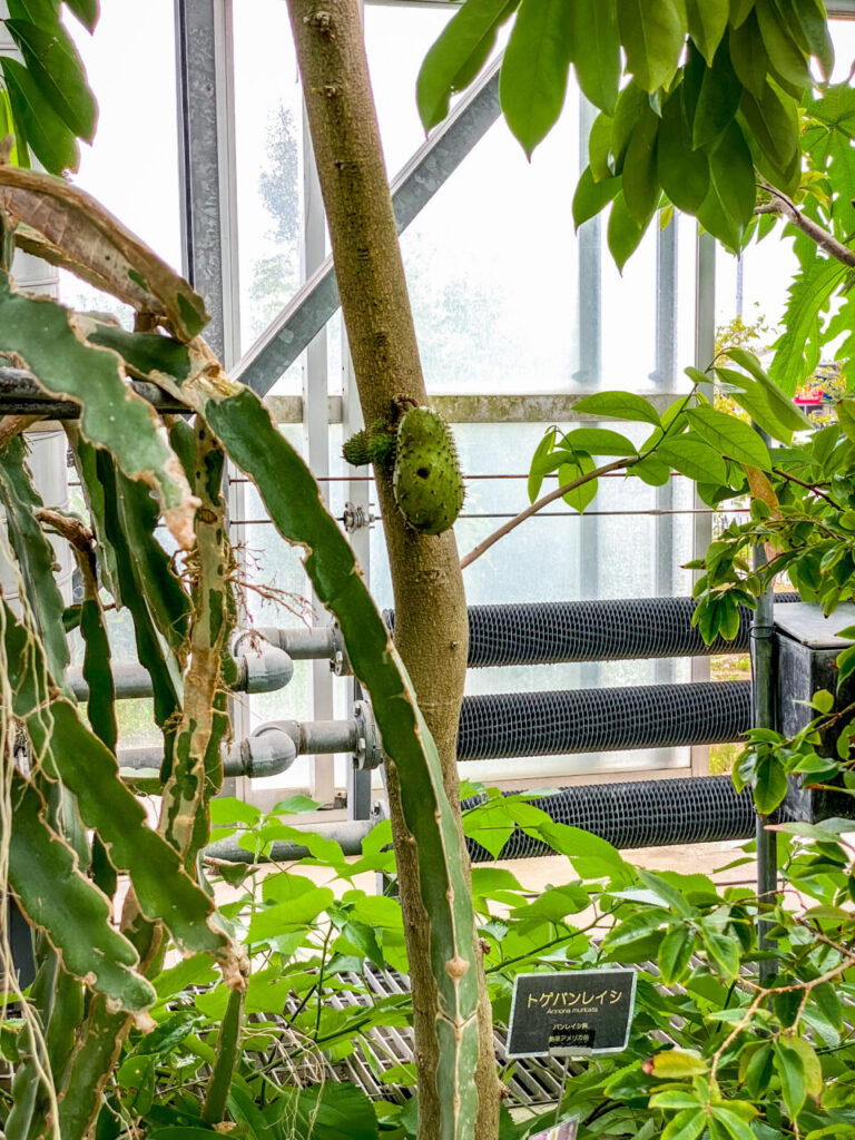 とちぎ花センター:トゲバンレイシ