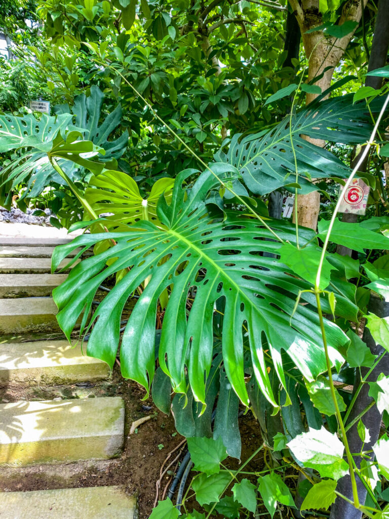 とちぎ花センター:モンステラ・デリシオーサ