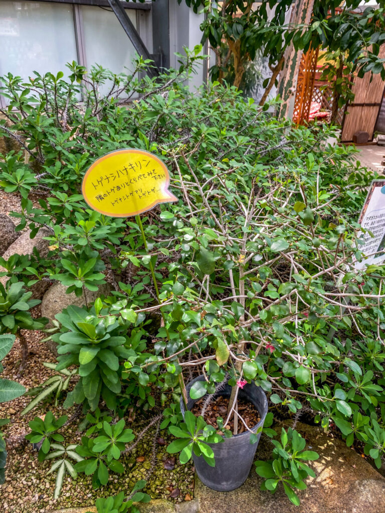 とちぎ花センター:ユーフォルビア・トゲナシハナキリン