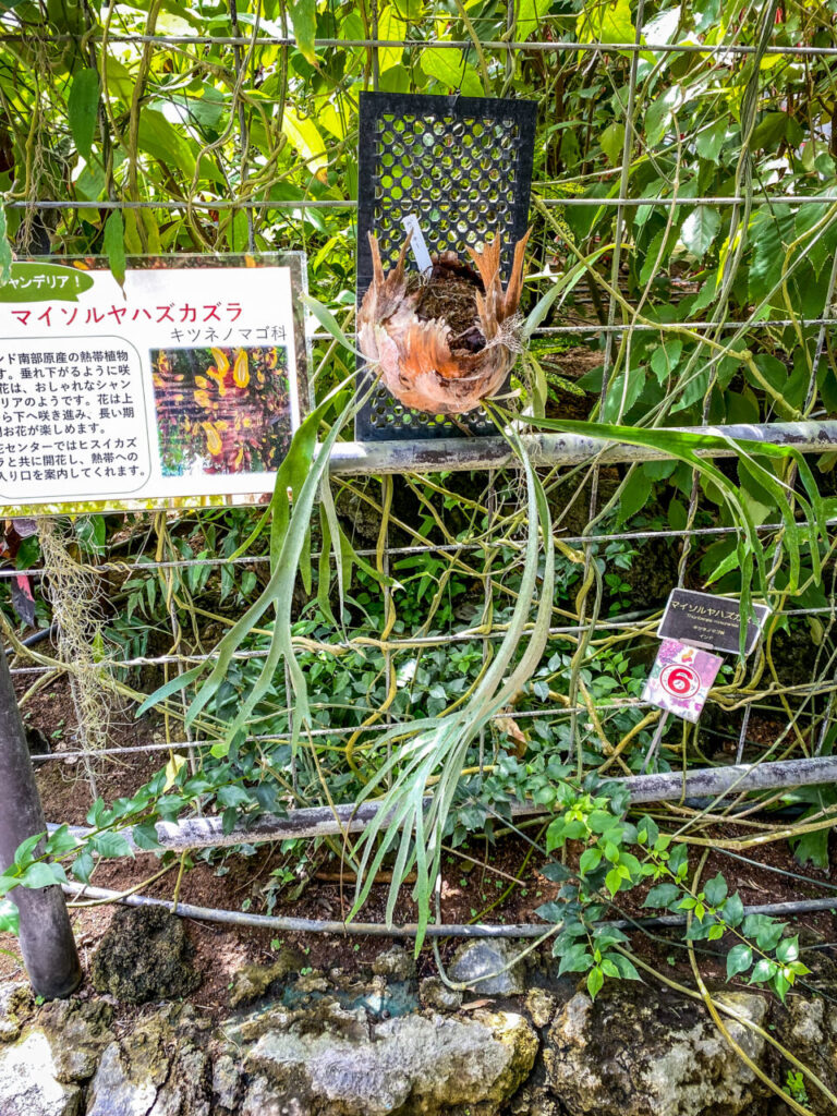 とちぎ花センター:ビカクシダ・ヴィーチー