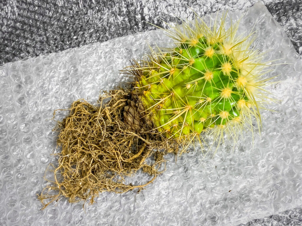 クロエンレイニア(旧エキノカクタス)・金鯱