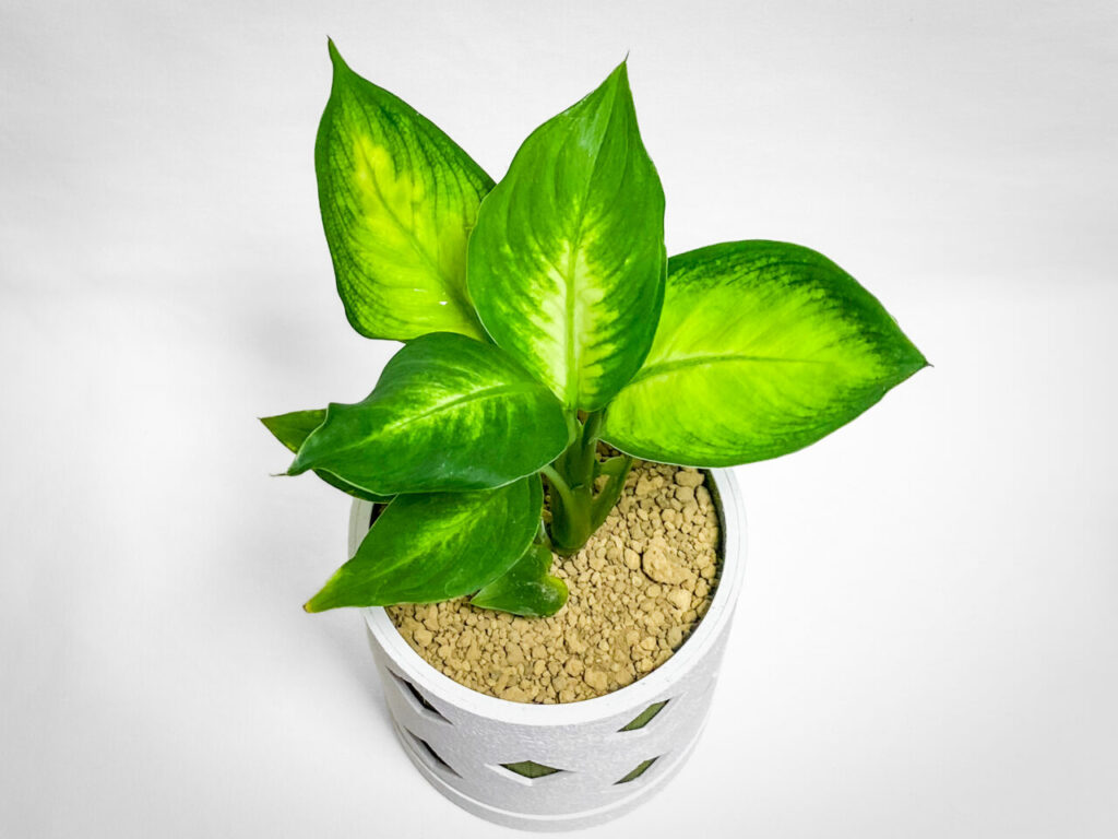 ディフェンバキア・カミーラ