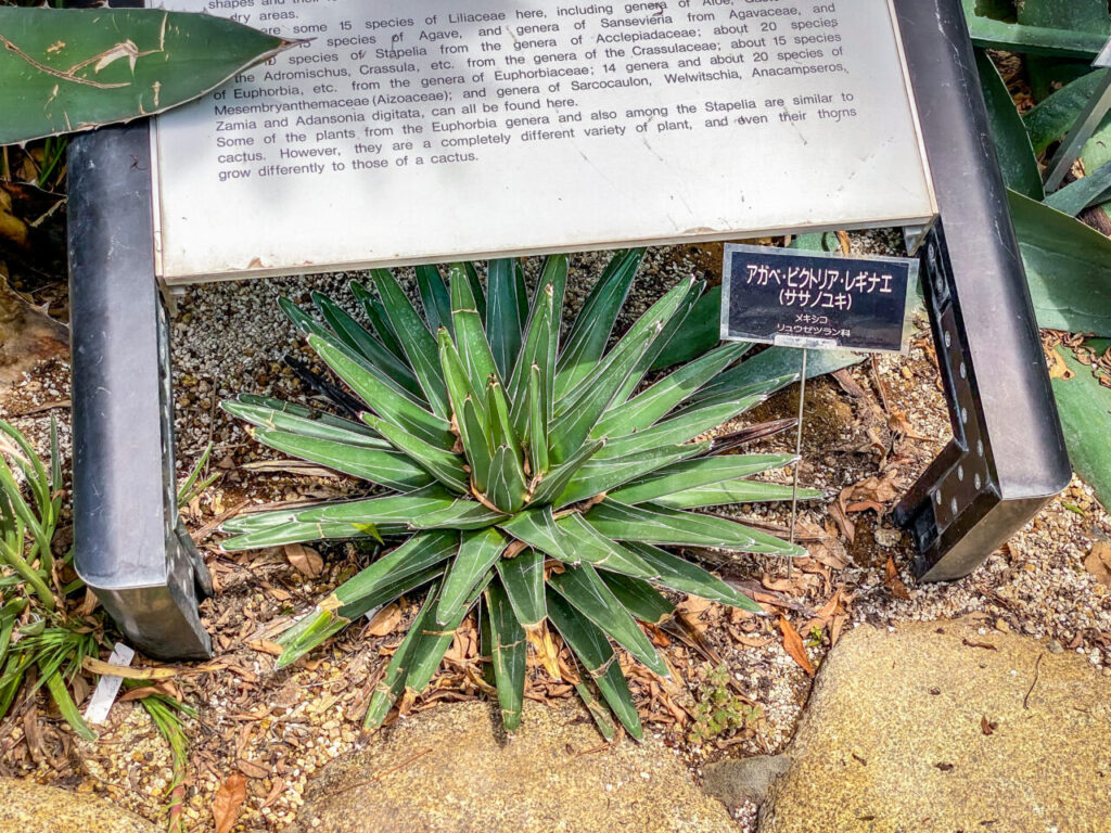 とちぎ花センター:アガベ・笹の雪