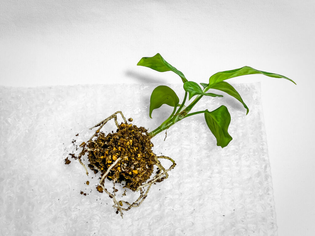 アグラオネマ・ピクタム’トリカラー’