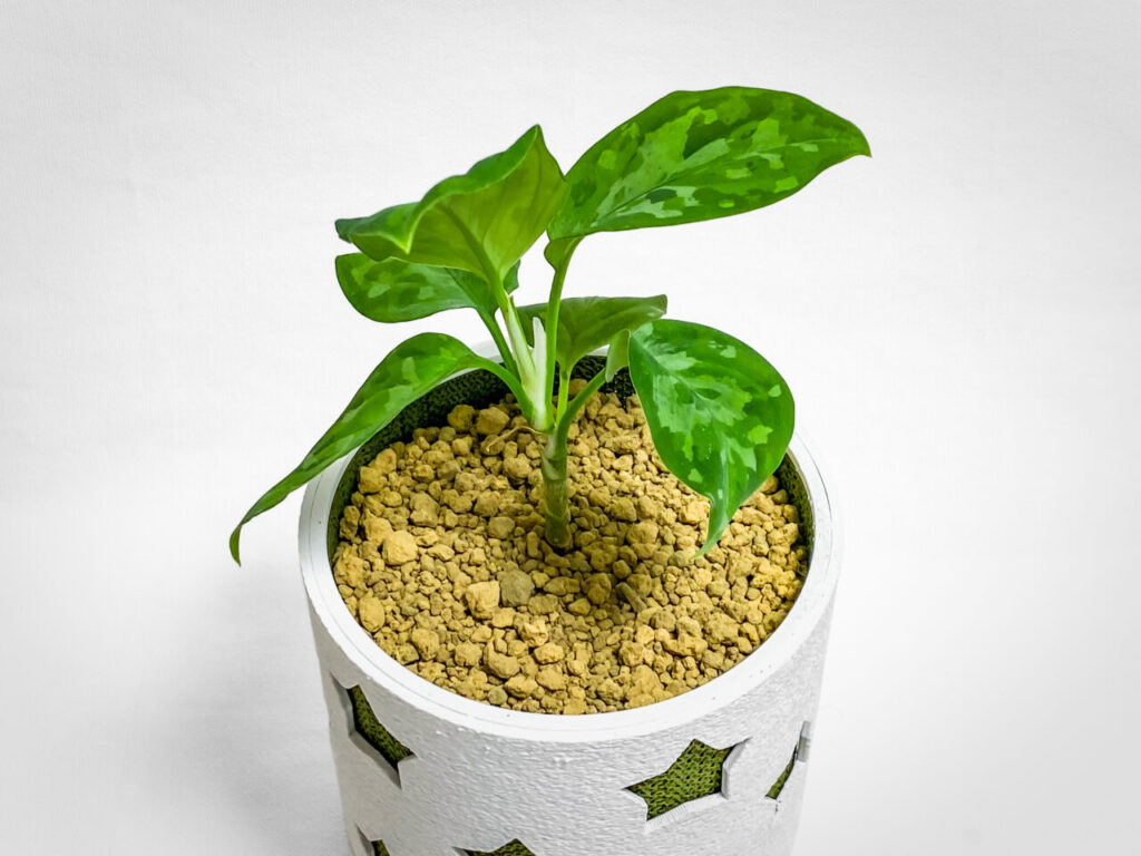 アグラオネマ・ピクタム’トリカラー’