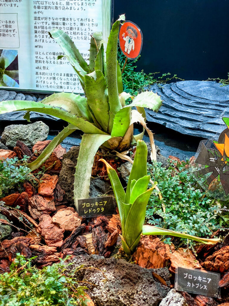 とちぎ花センター:ブロッキニア