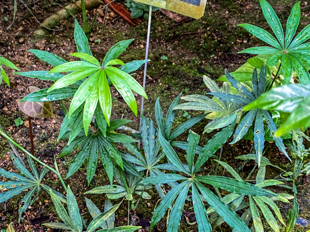 とちぎ花センター:アンスリウム・ポリスキスツム”ツイード”