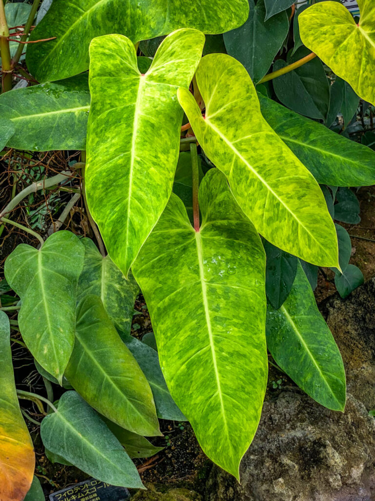 とちぎ花センター:フィロデンドロン・カルキムズゴールド