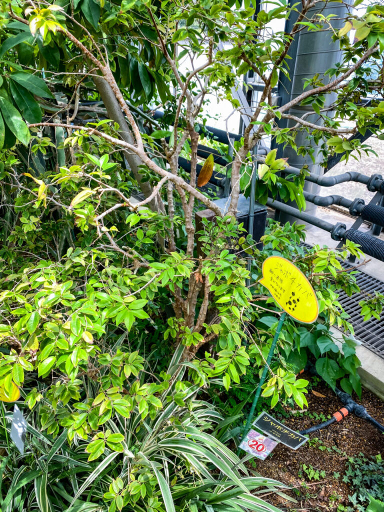 とちぎ花センター:ジャボチカバ