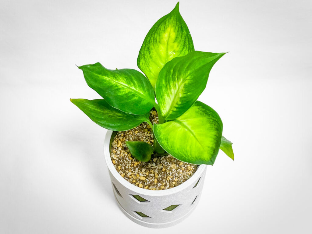 ディフェンバキア・カミーラ